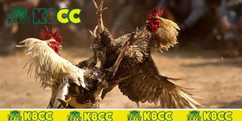Kinh nghiệm cá cược đá gà k8cc thắng lớn